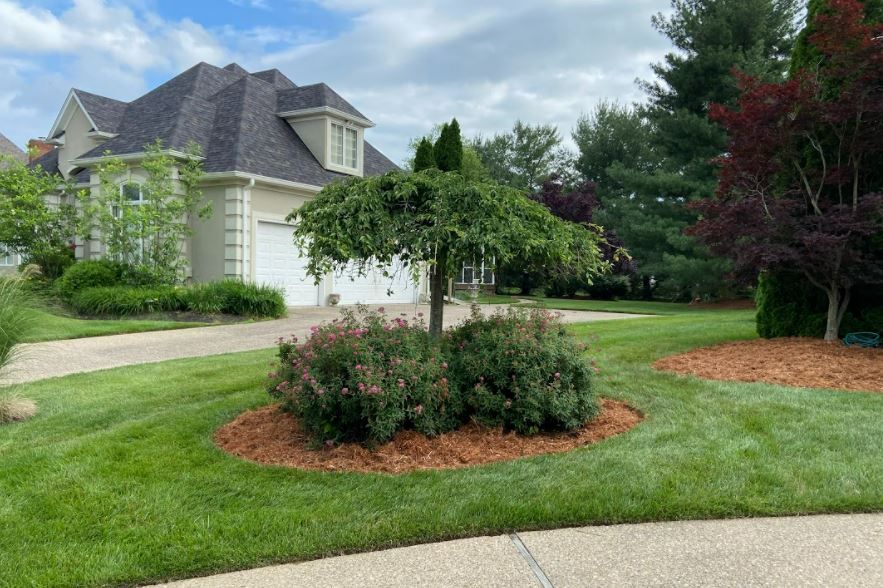 Tree In Middle Of Lawn — Louisville, KY — Titan Landscape Group