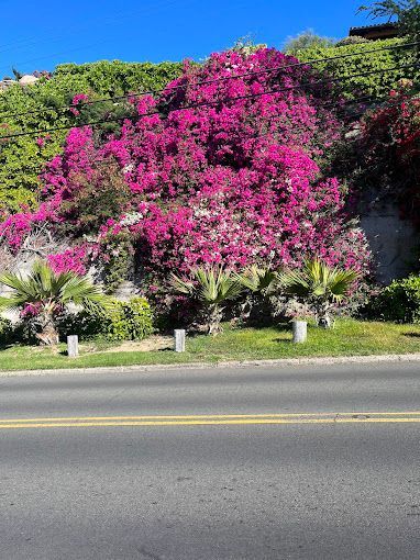 A bush with purple flowers is along the side of a road.