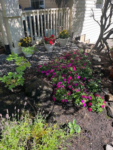 A garden with purple flowers and green plants in front of a house.