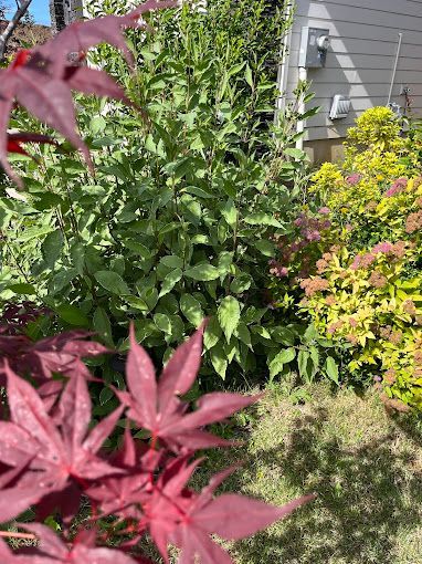A close up of a plant with red leaves in a garden.