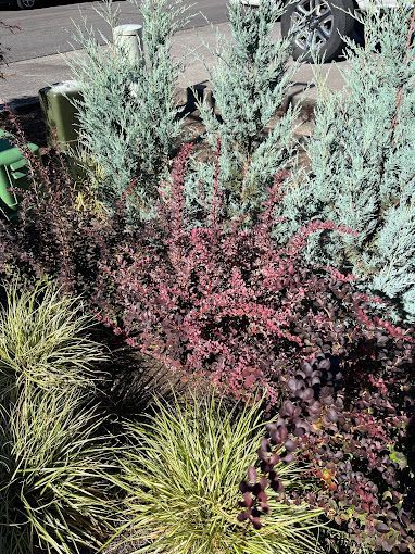 There are many different types of plants in this garden.