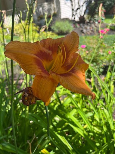 A close up of an orange day lily in a garden.