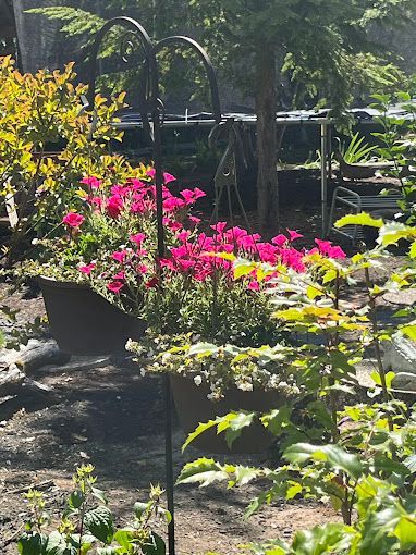 A bunch of potted plants with pink flowers in a garden.