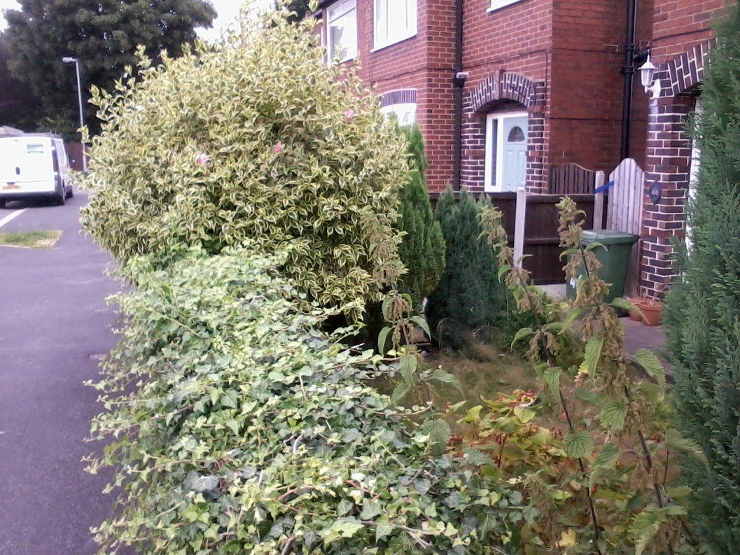 before hedge trimming