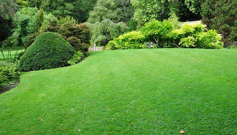 beautiful garden lawn