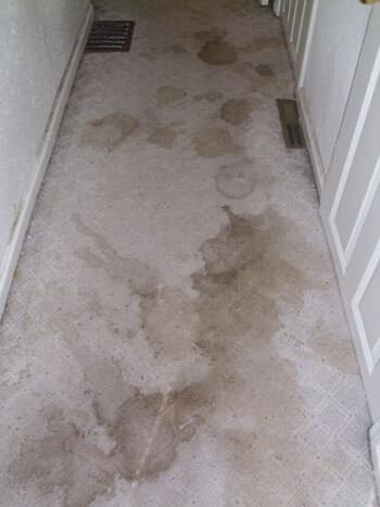 Carpet Cleaning Services in San Diego - It's All Clean San Diego