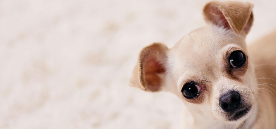 Carpet Cleaning Through the Seasons: Why Timing Matters