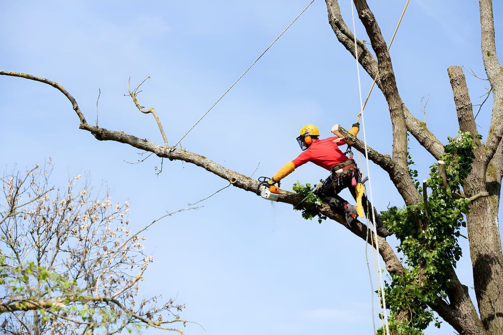 Arborist in Red Shirt and Helmet Cutting a Tree Branch With a Chainsaw — Airlie Tree Specialists Pty Ltd in Proserpine, QLD