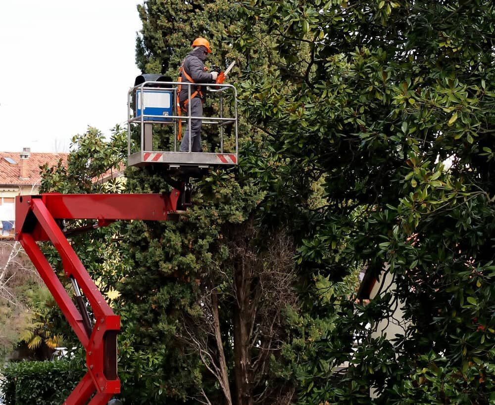 Worker in a Cherry Picker Trimming a Large Tree, Outdoors — Airlie Tree Specialists Pty Ltd in Collinsville, QLD