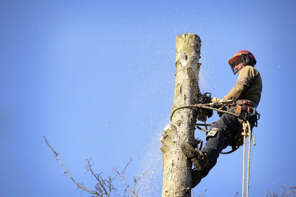 Arborist With Chainsaw Cutting a Tree Trunk, Secured by Ropes — Airlie Tree Specialists Pty Ltd in Proserpine, QLD