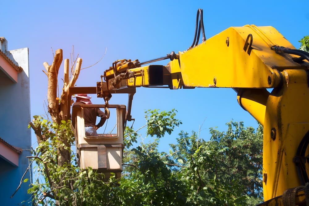Yellow Crane With Worker in Bucket Trimming a Tree — Airlie Tree Specialists Pty Ltd in Airlie Beach, QLD