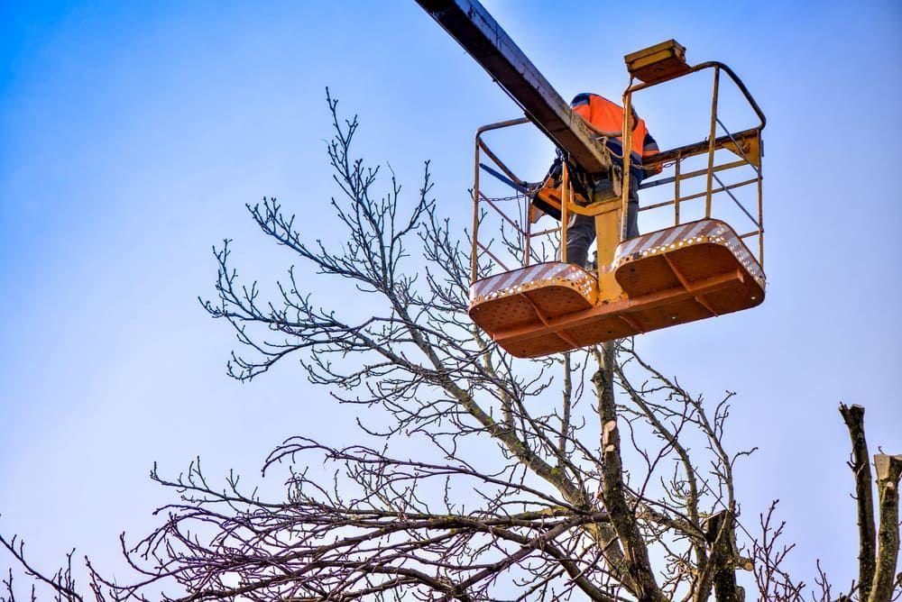 A Person in an Orange Vest Trims a Tree — Airlie Tree Specialists Pty Ltd in Proserpine, QLD