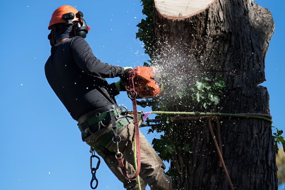 Arborist Cuts a Tree Branch With a Chainsaw, Wearing Safety Gear and Harness — Airlie Tree Specialists Pty Ltd in Bowen, QLD