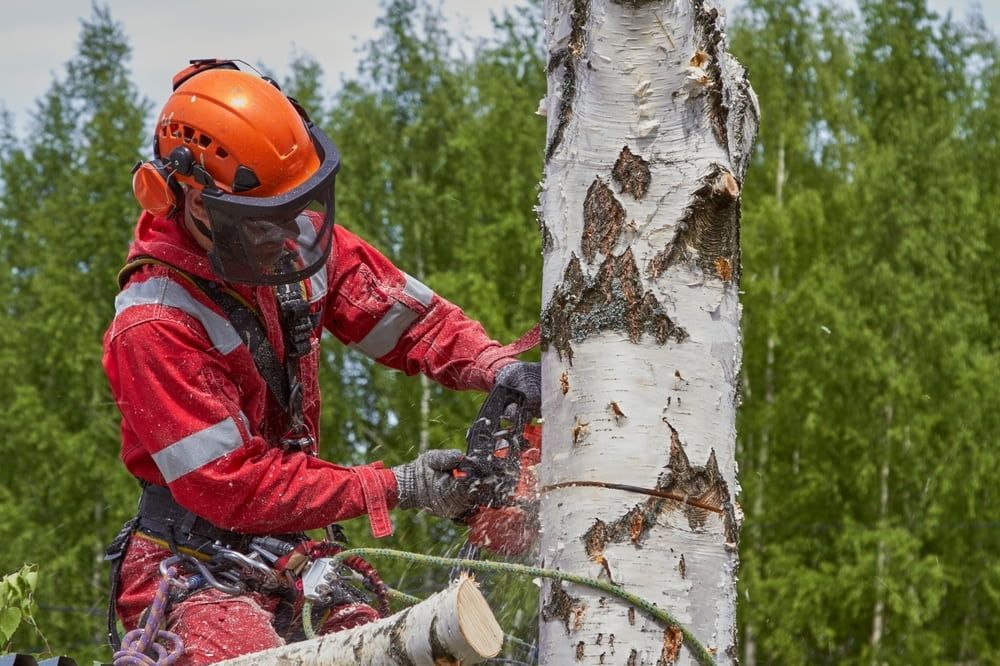 Arborist in Safety Gear Using a Chainsaw to Cut a Birch Tree — Airlie Tree Specialists Pty Ltd in Proserpine, QLD