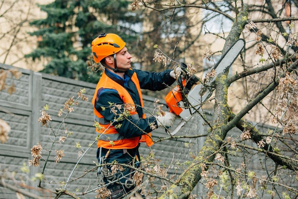 Arborist Wearing Safety Gear Uses a Chainsaw to Trim a Tree Branch Outdoors — Airlie Tree Specialists Pty Ltd in Bowen, QLD