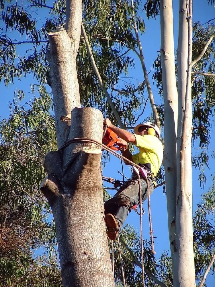 Arborist in a Tree, Using a Chainsaw. Wearing Safety Gear — Airlie Tree Specialists Pty Ltd in Collinsville, QLD