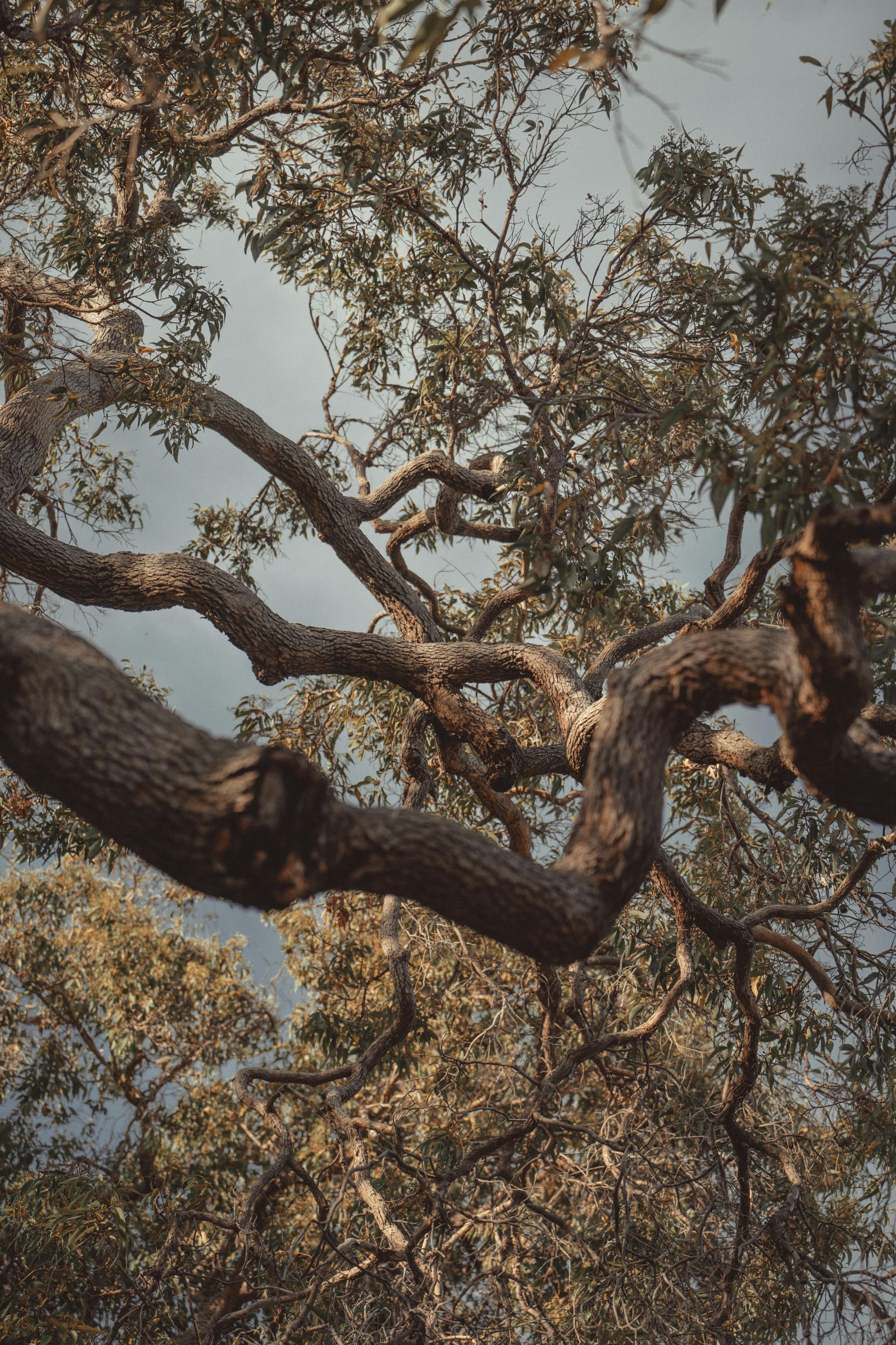 Arborist Cutting a Tree Branch With a Chainsaw, Secured by Ropes — Airlie Tree Specialists Pty Ltd in Proserpine, QLD