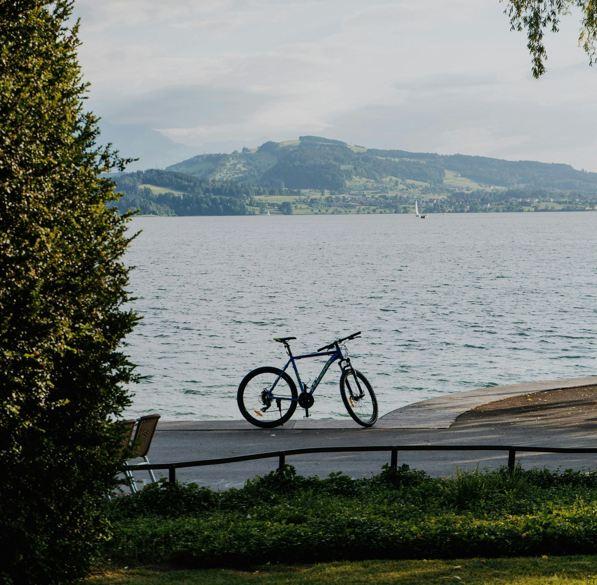 Hund schwimmt im See und trägt ein schwarzes Geschirr.