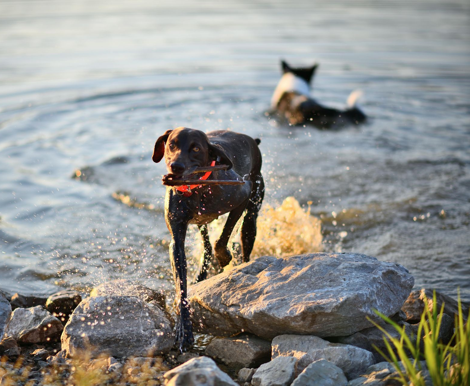 Dunkler Hund läuft mit einem Stock aus dem Wasser, im Hintergrund schwimmt ein weiterer Hund.