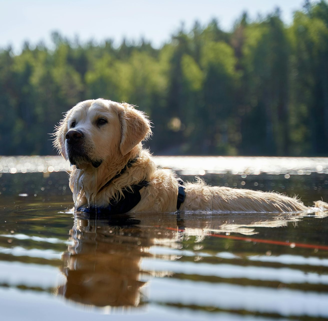 Hund schwimmt im See und trägt ein schwarzes Geschirr.