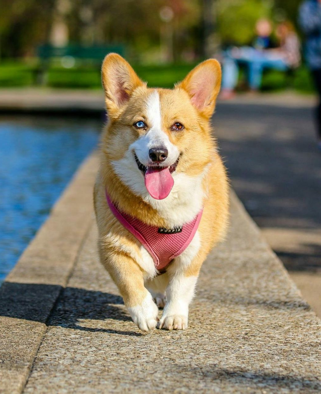 Hund mit rosa Geschirr läuft am Ufer eines Sees entlang.