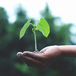 hand holding new plant in dirt