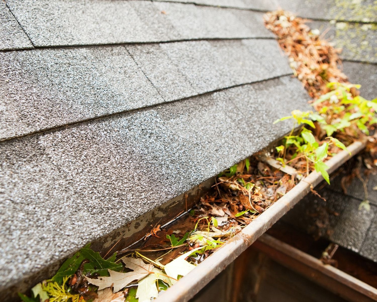 Clogged gutter on a gray shingle roof, filled with leaves and debris.