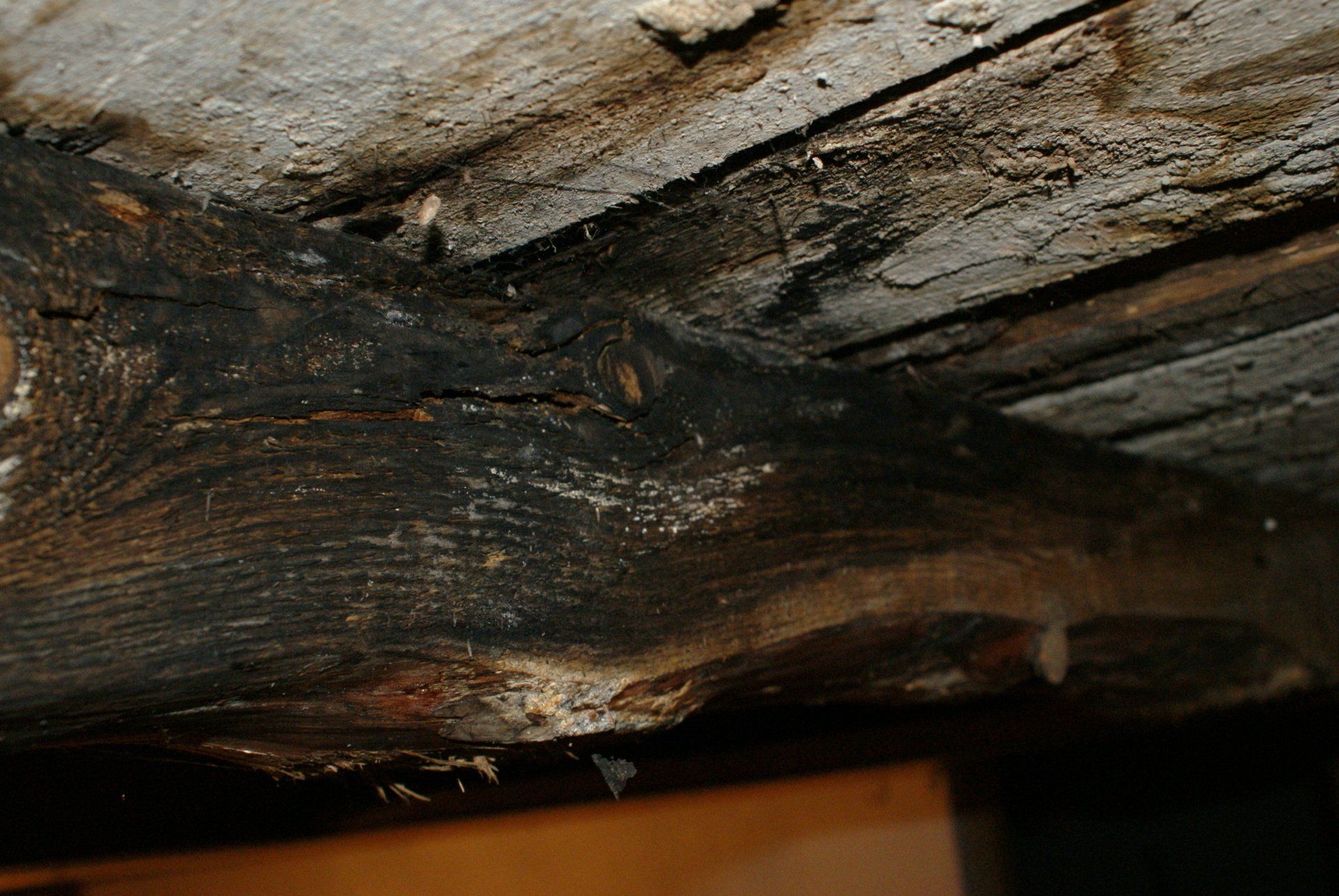 A close up of a piece of wood that looks like a fish