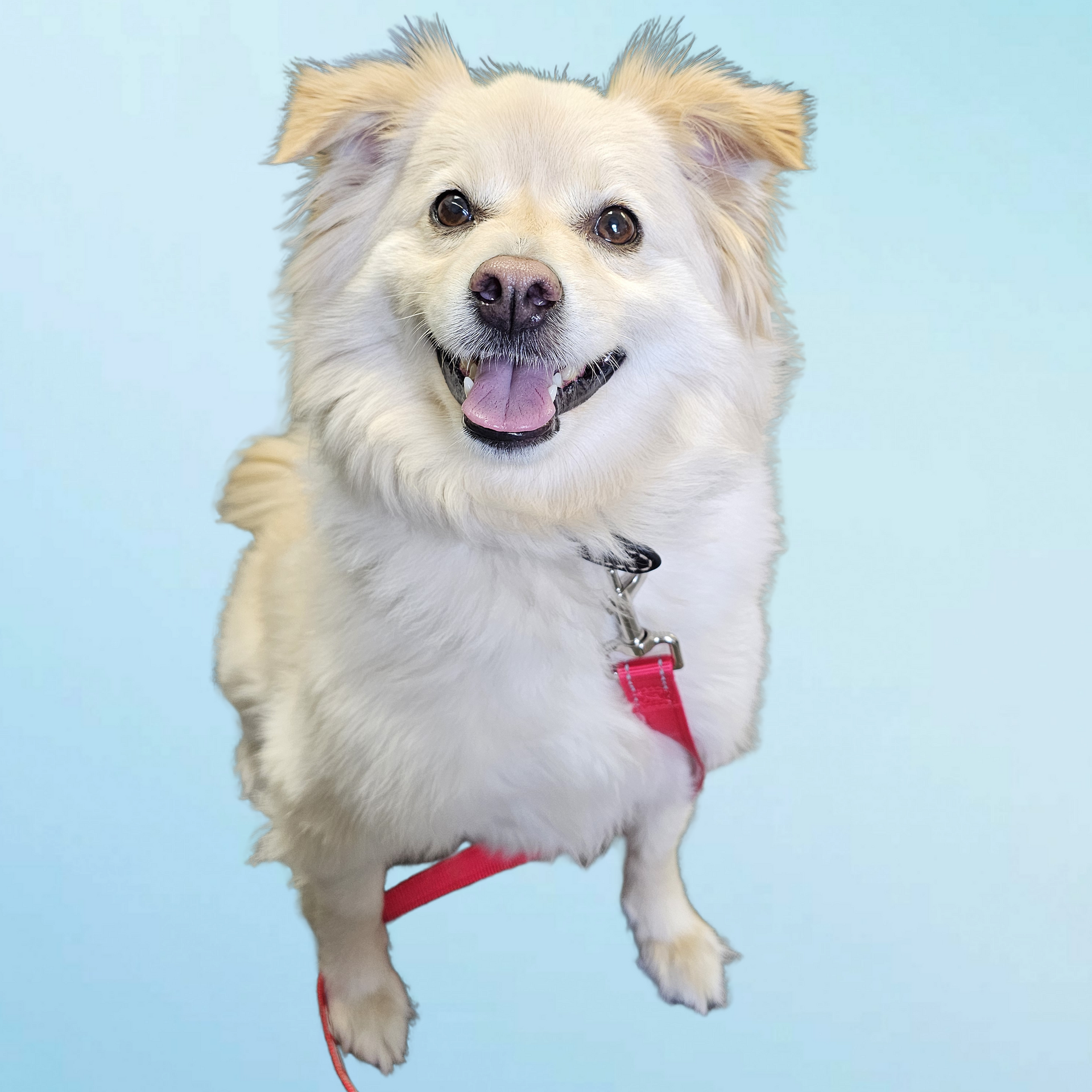 Dedicated Therapy Dog profile picture