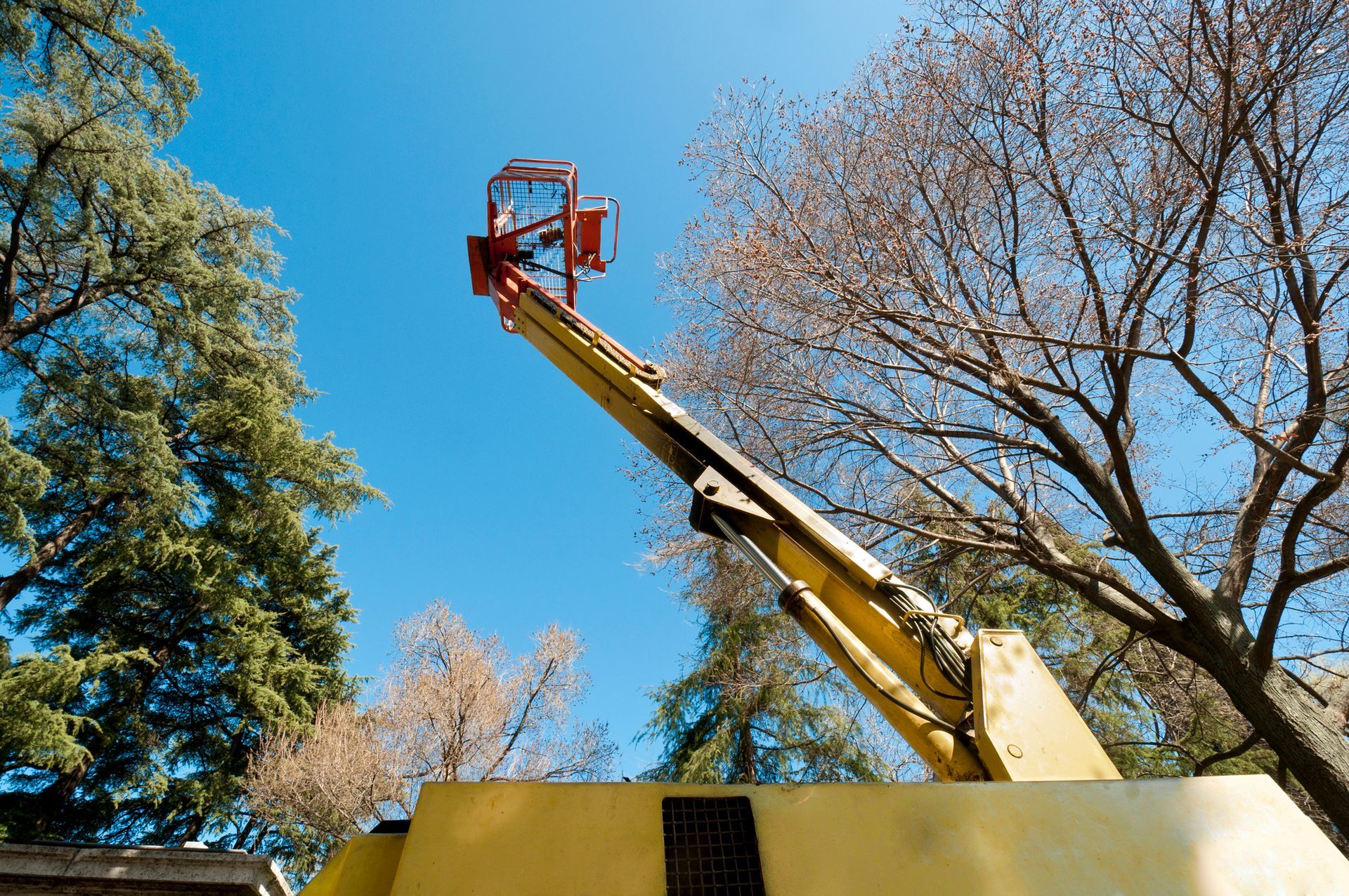 a yellow crane is lifting a tree in a park .