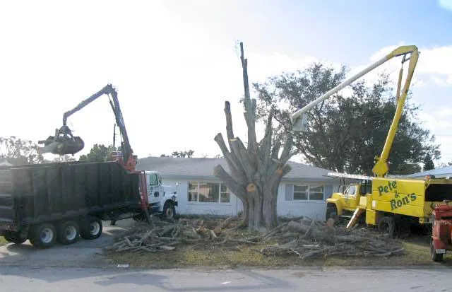 A tree is being cut down by a truck that says rm trucks