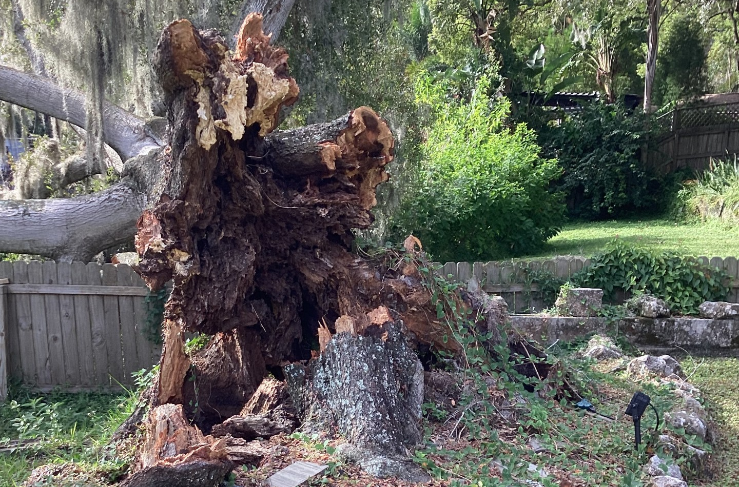 A large tree stump in a yard with a fence in the background.