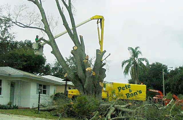 a man in a bucket is cutting a tree in front of a house .