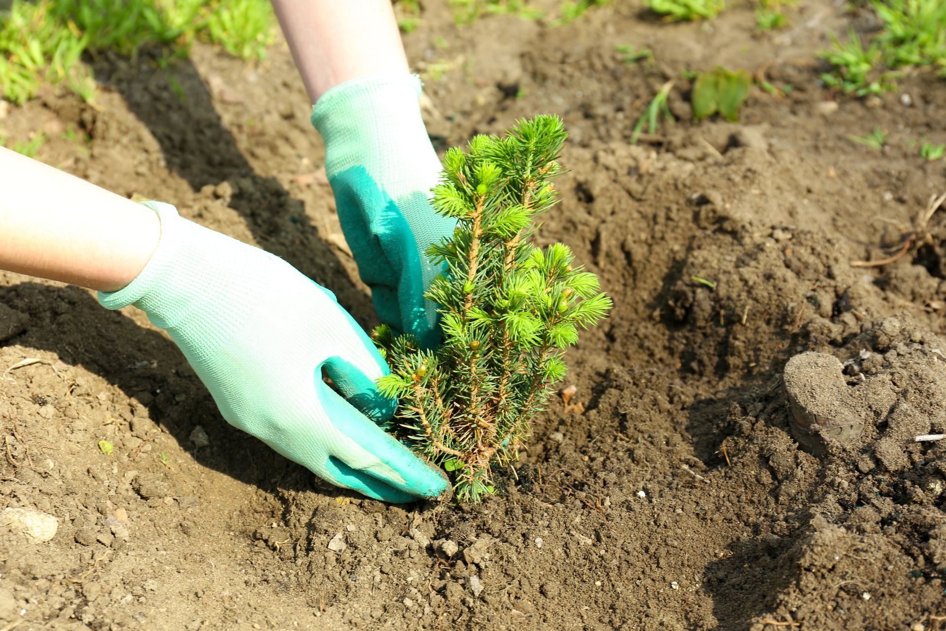 a person is planting a small tree in the dirt .
