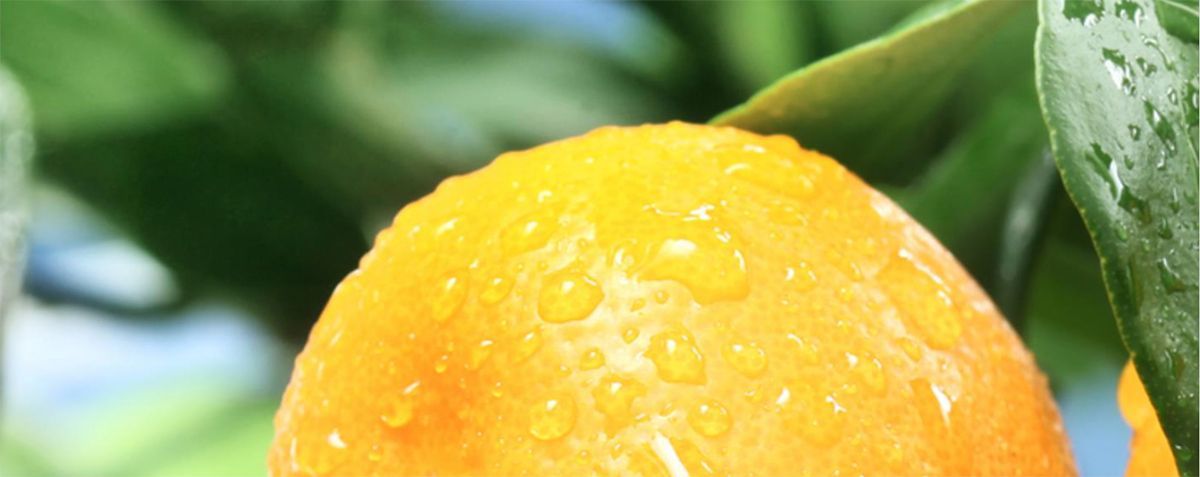 A close up of an orange with water drops on it hanging from a tree.