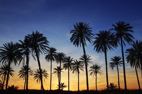 A row of palm trees silhouetted against a sunset sky