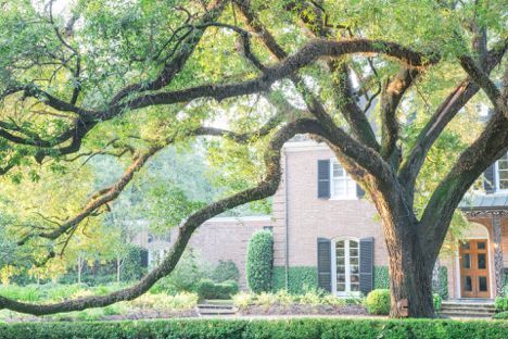 A large tree is in front of a brick house.