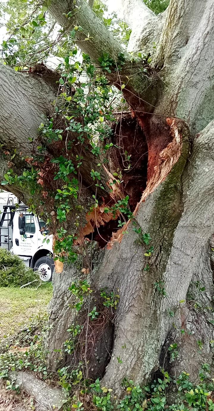 A tree with a hole in it and a truck in the background.