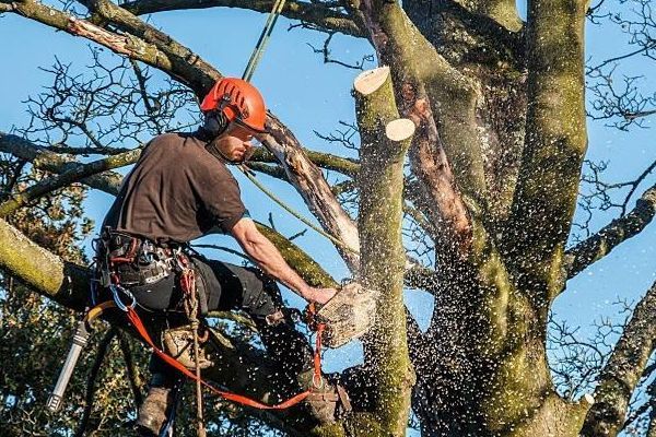 a man is cutting a tree with a chainsaw .