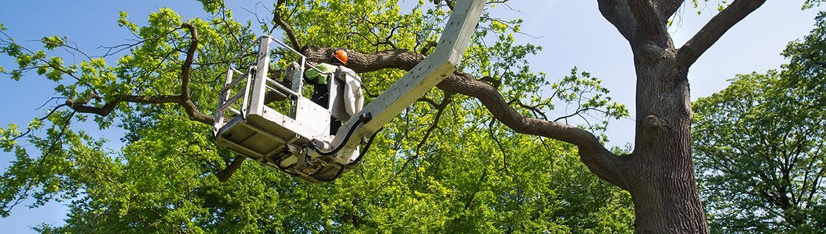 A worker in an elevated bucket lift prunes the branches of a large, leafy green tree under a clear blue sky.