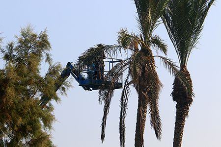 a man is cutting a palm tree with a crane .