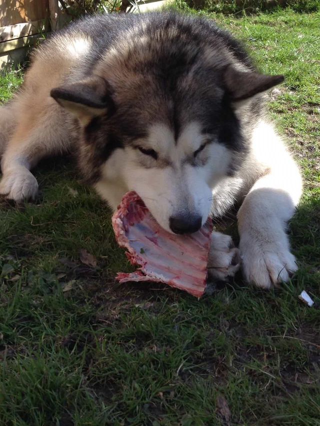 Feeding husky raw store meat