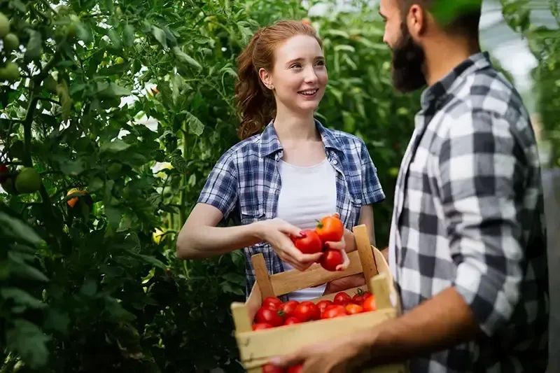 Agricultura convencional e orgânica: veja a diferença
