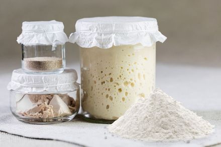 fermento biologico natural ou quimico