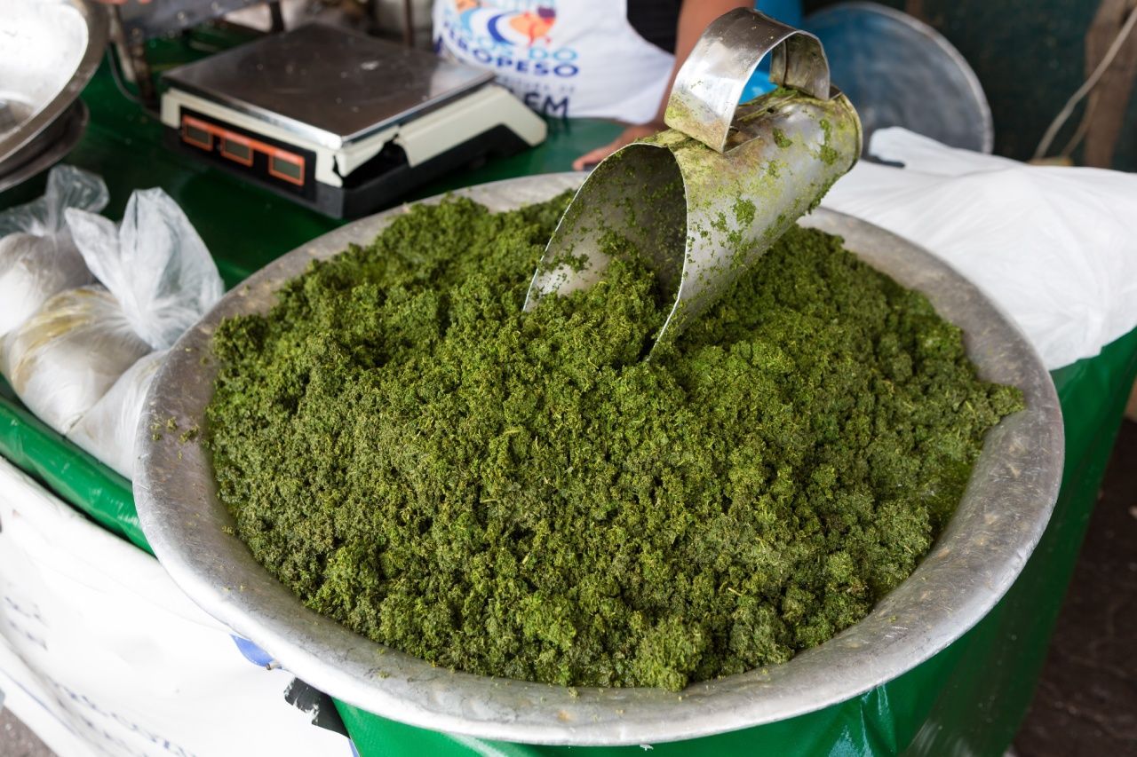 Maniva, a folha da mandioca-brava (Manihot esculenta), que é a base do preparo da maniçoba.