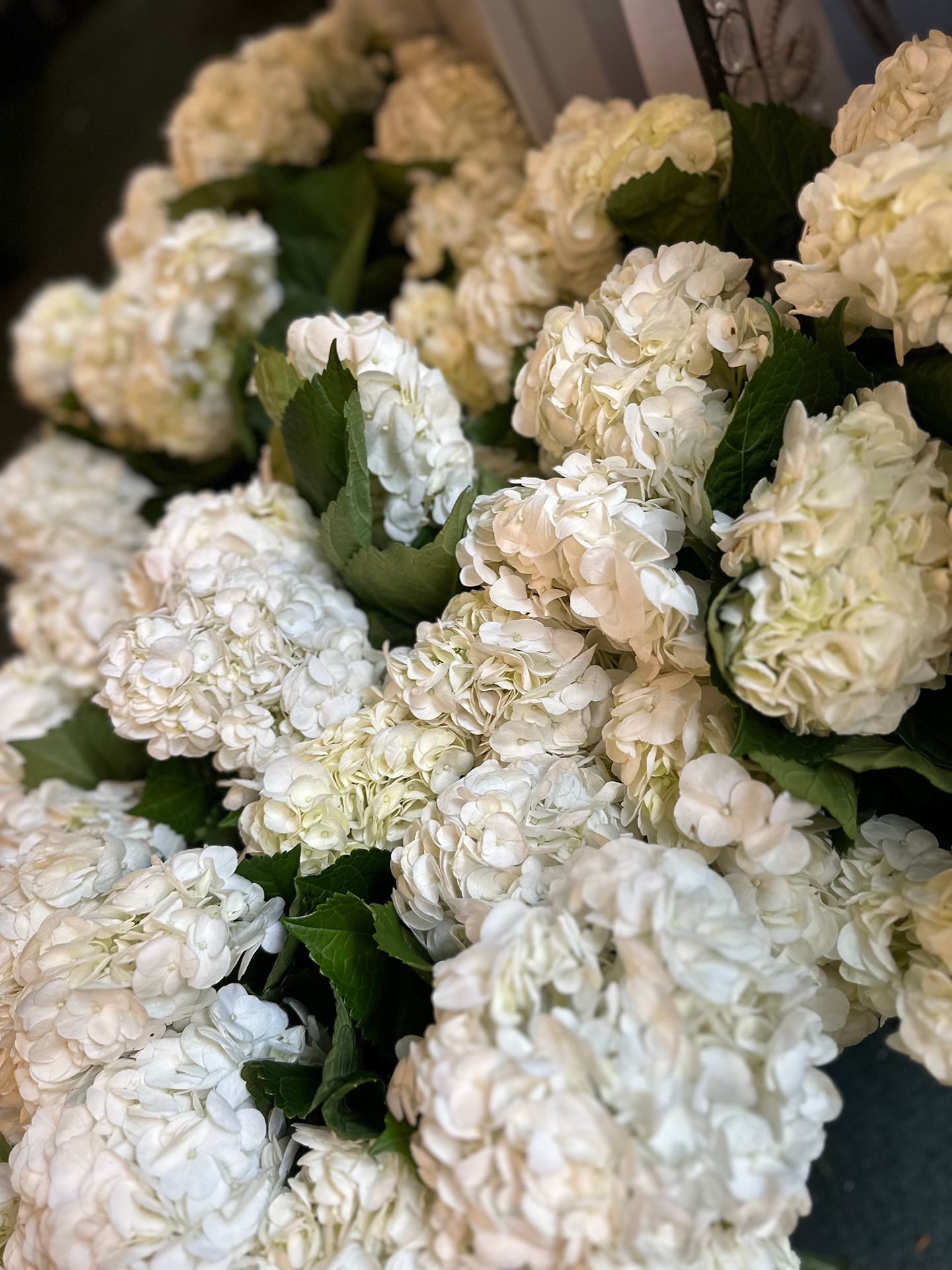 A bunch of white flowers with green leaves on a table.
