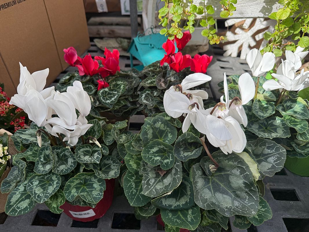 Potted cyclamen plants with white and red blooms, green leaves, in a shop setting.