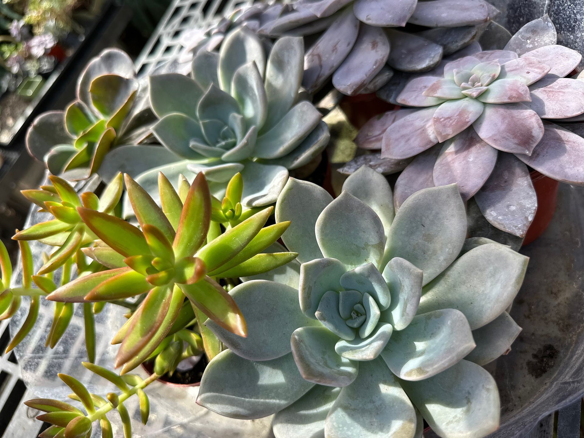 A bunch of different types of succulents are sitting on a table.