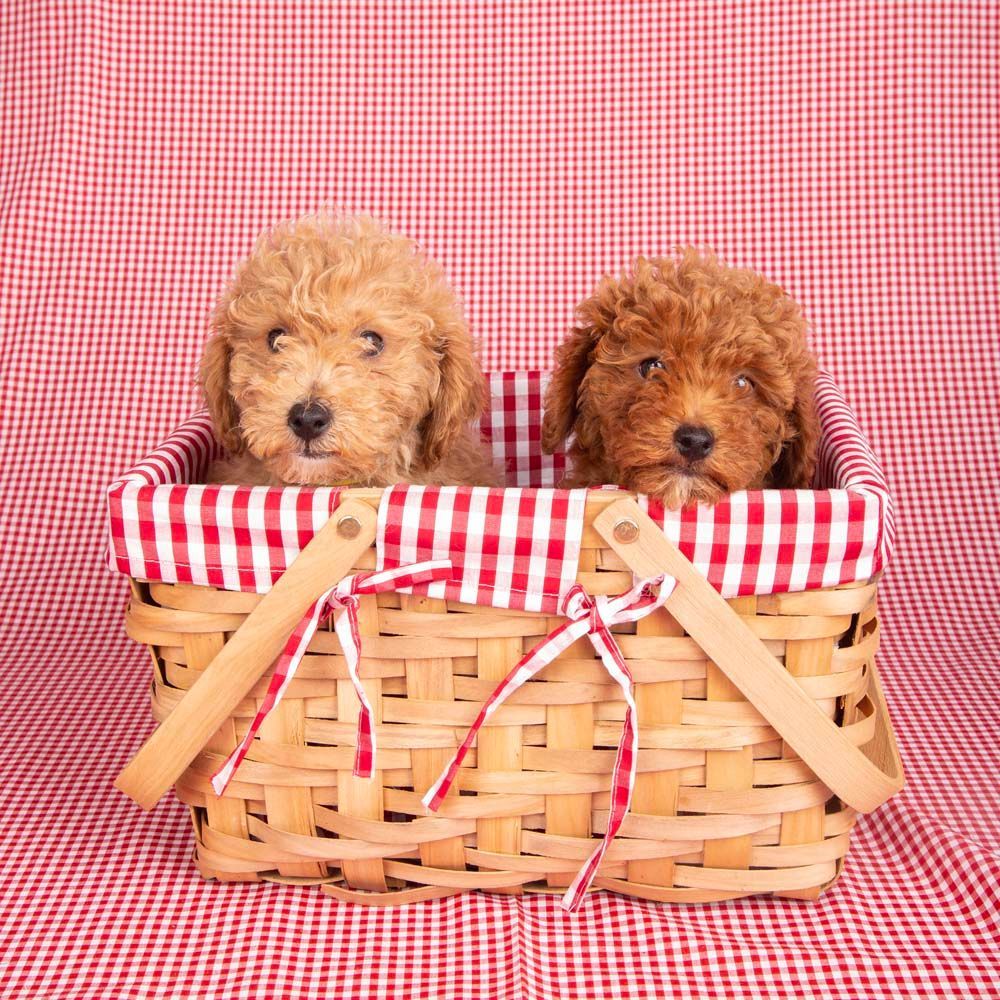 Two Goldendoodles in a Basket