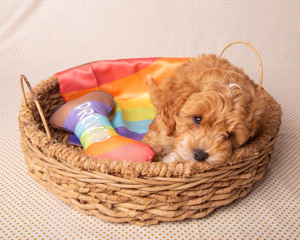 Cute Cavapoo in a Basket